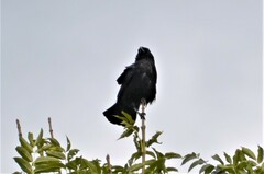 Corvus cornix × corone