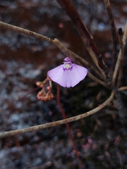 Utricularia uniflora