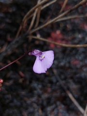 Utricularia uniflora