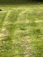 Polytelis swainsonii