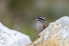 Emberiza capensis capensis