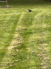 Polytelis swainsonii