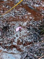 Utricularia uniflora