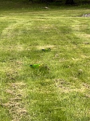 Polytelis swainsonii