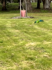 Polytelis swainsonii