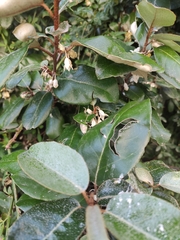Elaeagnus