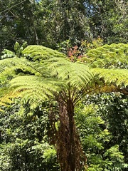 Cyathea cooperi