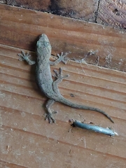 Gekko japonicus