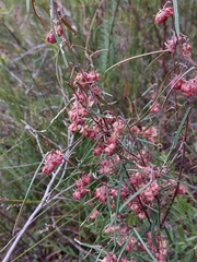 Lasiopetalum rufum
