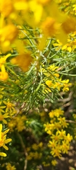 Euryops linifolius