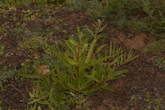 Ptilotus polystachyus