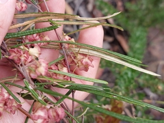 Lasiopetalum rufum
