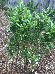 Dodonaea viscosa