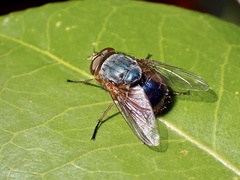 Calliphora augur