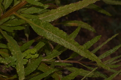Ptilotus polystachyus