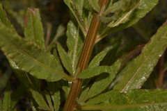 Ptilotus polystachyus