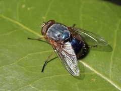 Calliphora augur