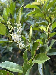 Itea oldhamii