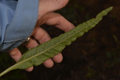 Ptilotus polystachyus