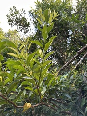 Itea oldhamii