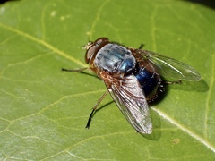 Calliphora augur
