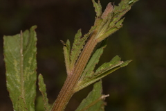 Ptilotus polystachyus