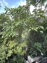 Dendropanax dentiger