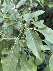 Dendropanax dentiger