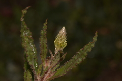 Ptilotus polystachyus