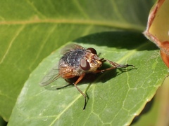 Calliphora augur