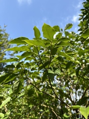 Dendropanax dentiger