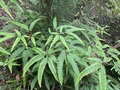 Dicranopteris linearis