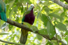 Ptilinopus magnificus