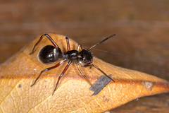 Myrmarachnini
