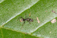 Anonychomyrma