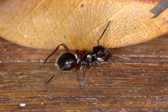 Myrmarachnini