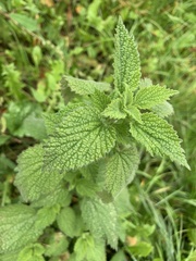 Ballota nigra