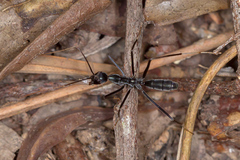 Leptomyrmex unicolor