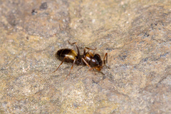 Opisthopsis