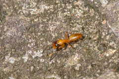 Opisthopsis jocosa