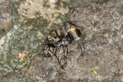 Polyrhachis foreli