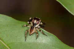 Euryattus wallacei