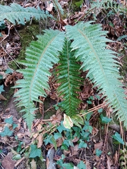 Polystichum aculeatum
