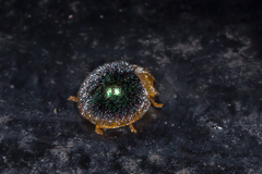 Coccinellidae