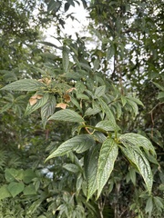 Hydrangea chinensis
