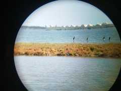 Egretta garzetta × gularis