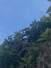 Cyanistes teneriffae