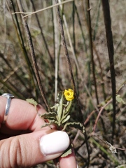 Hermannia althaeoides