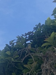 Cyanistes teneriffae