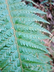 Polystichum aculeatum